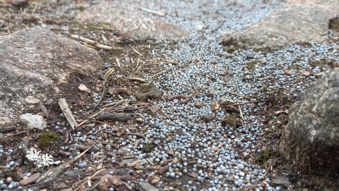 Blyförorening i Rinkebyskogen