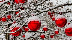 Ett träd med snö fyllt av röda julgranskulor. 