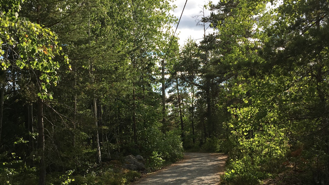Elljusspår med grönska omkring. 
