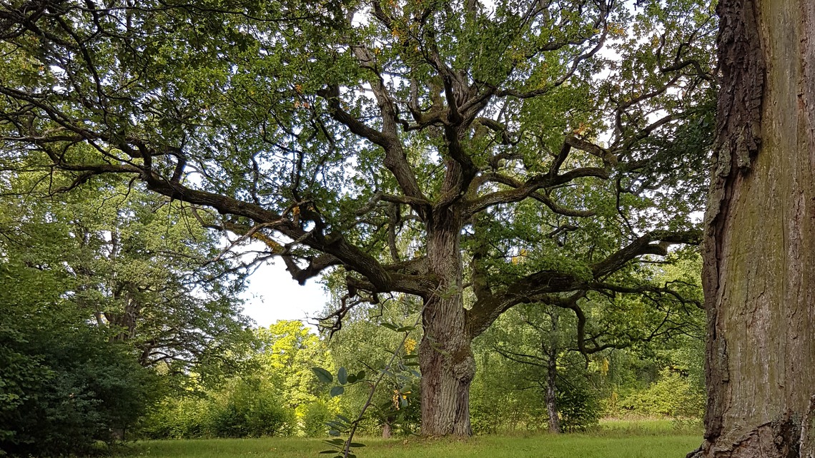 En grönskande ek i en skogsglänta. 