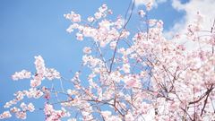 Körsbärsträd i blom i Mörby C