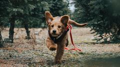 Bild tillhörande Danderdsaktuellt nr 2 2021