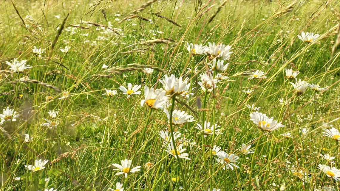 Parkstråk vid Bengt Färjares väg i Stocksund