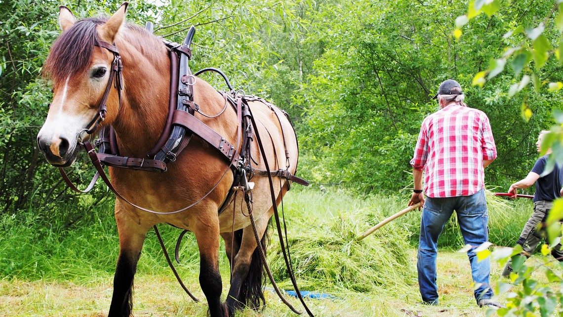 Ängsslåtter med hästar på Altorps gärde. Personal från Järva trädvårdscenter